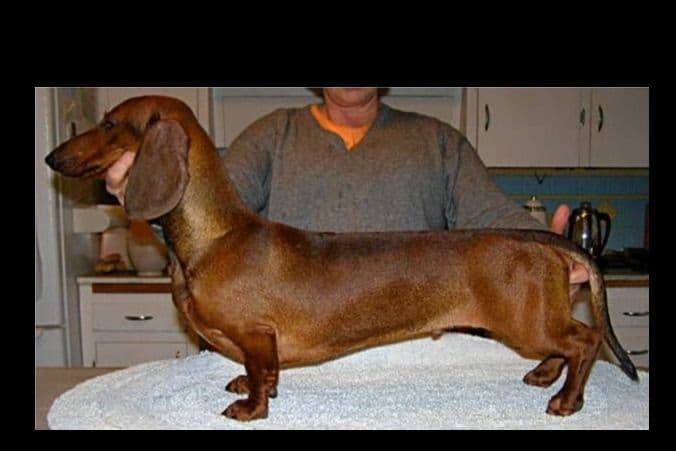 Standard Dachshund Male B&T Euro Lines Born 5/7/26 breeder image 23
