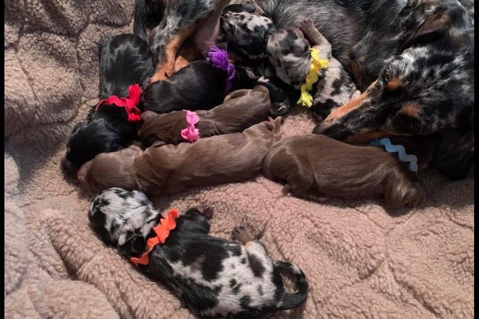 Standard Dachshund Male B&T Euro Lines Born 5/7/26 breeder image 24