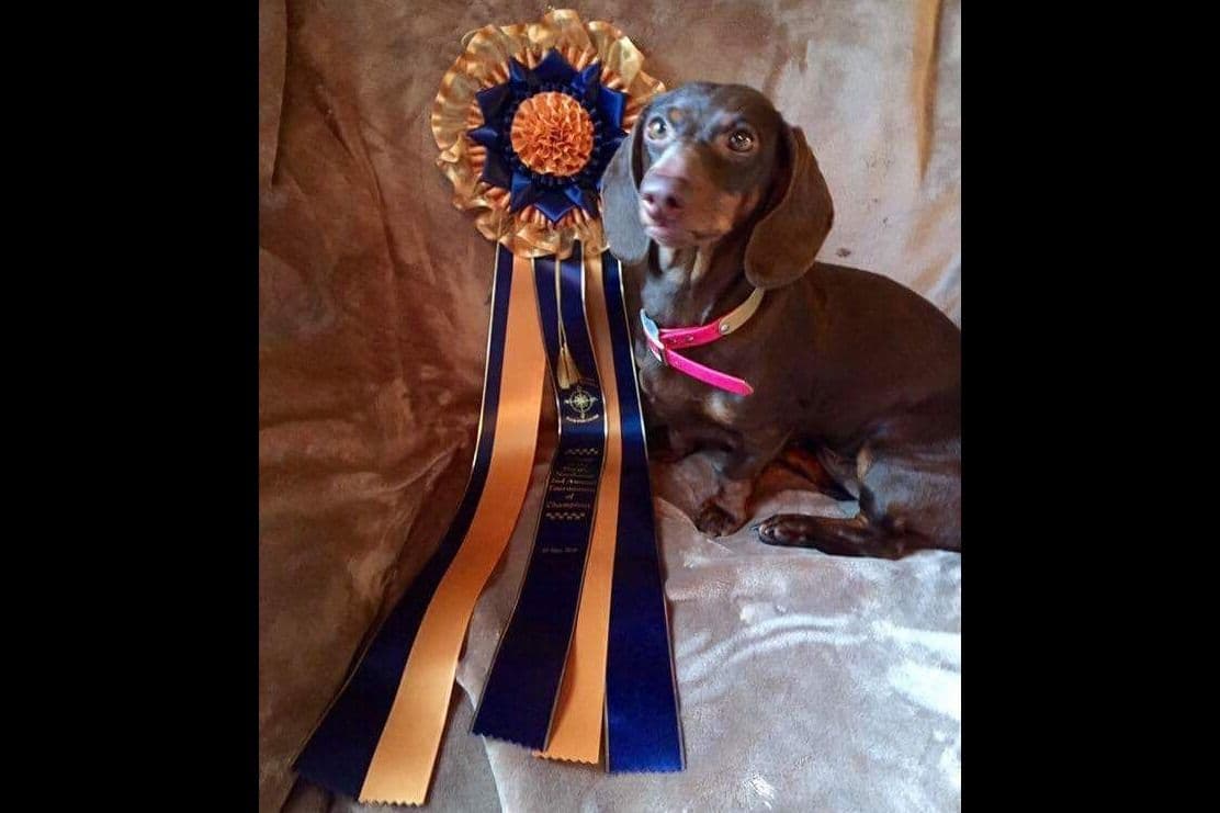 Standard Dachshund Male B&T Euro Lines Born 5/7/26 breeder image 25