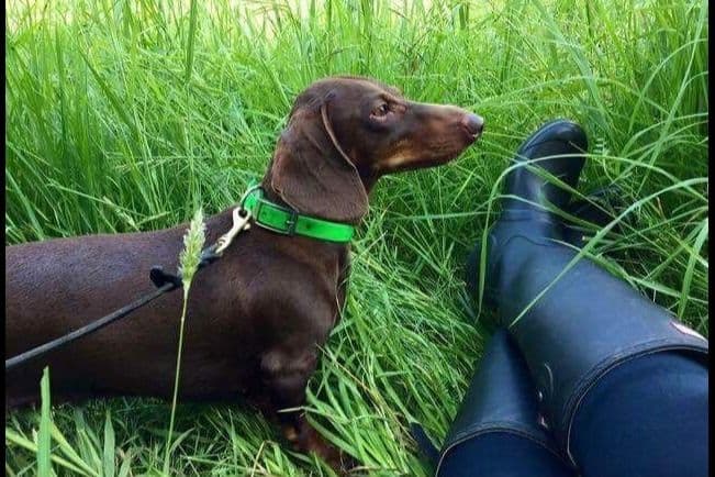 Standard Dachshund Male B&T Euro Lines Born 5/7/26 breeder image 26
