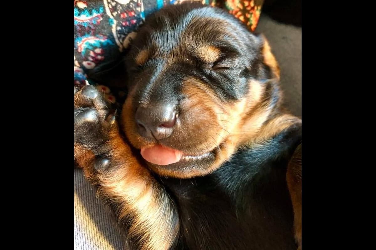 Standard Dachshund Male B&T Euro Lines Born 5/7/26 breeder image 27