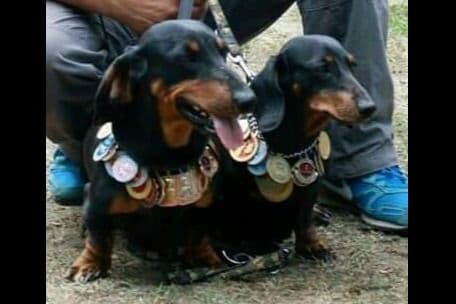 Standard Dachshund Male B&T Euro Lines Born 5/7/26 breeder image 35