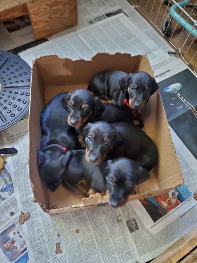 Standard Dachshund Male B&T Euro Lines Born 5/7/26 media 2