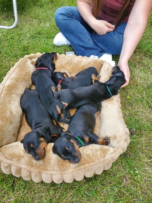 Standard Dachshund Male B&T Euro Lines Born 5/7/26 media 3