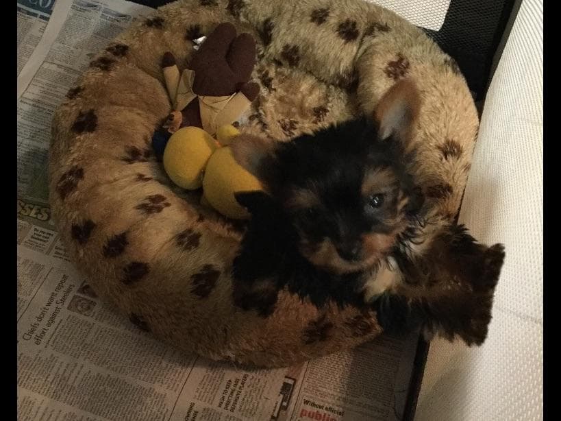 Maltese Puppies breeder image 1