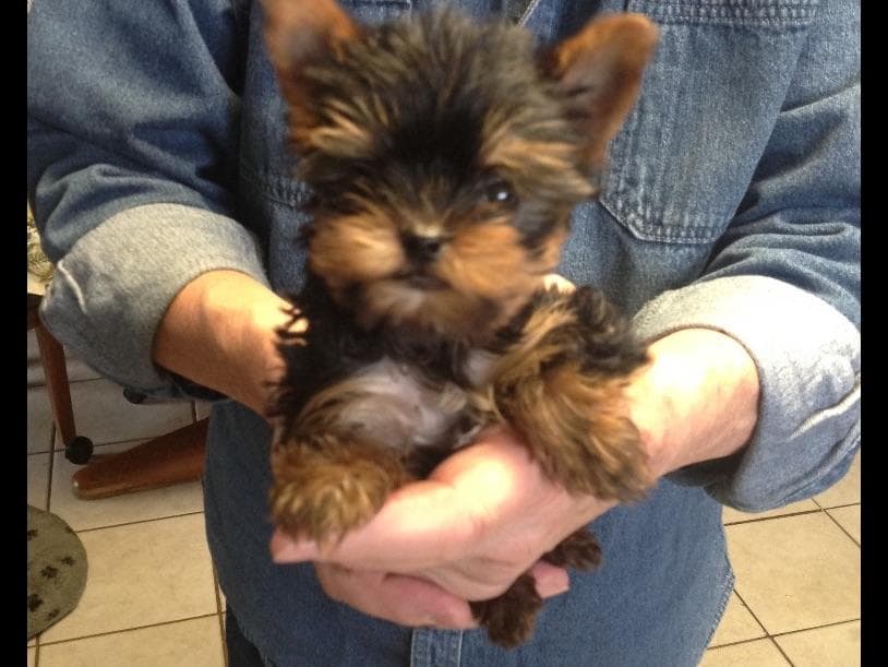 Maltese Puppies breeder image 2