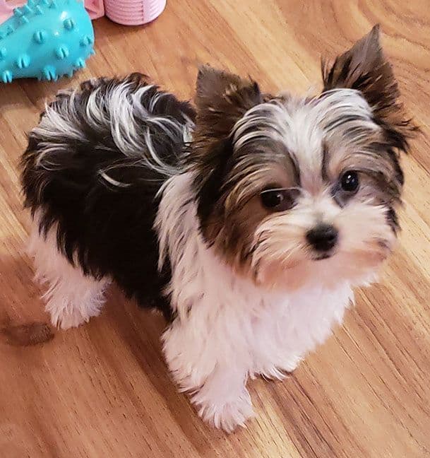 Yorkshire Terrier Puppies media 2