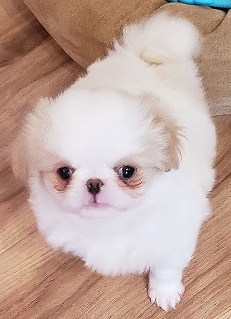 Japanese Chin Puppies media 2