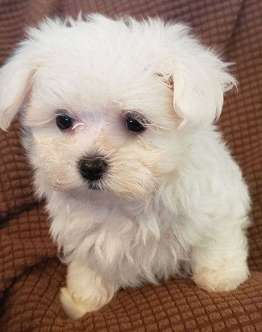 Maltese Puppies media 2