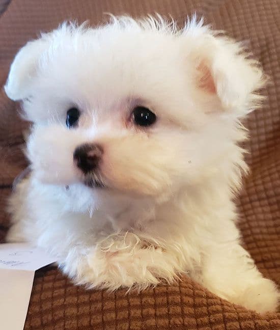 Maltese Puppies media 3