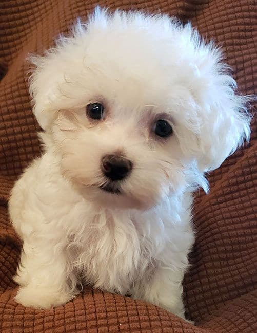 Maltese Puppies media 4