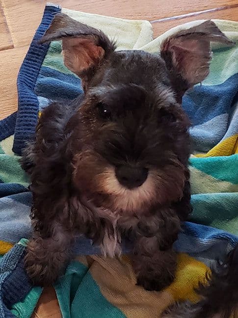 Miniature Schnauzer Puppies media 2