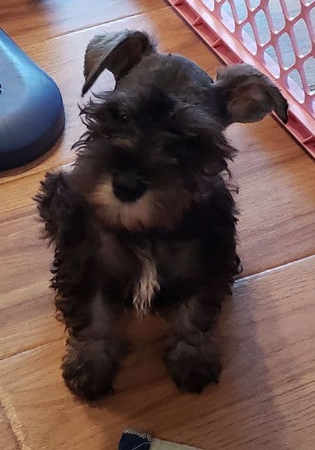 Miniature Schnauzer Puppies media 3