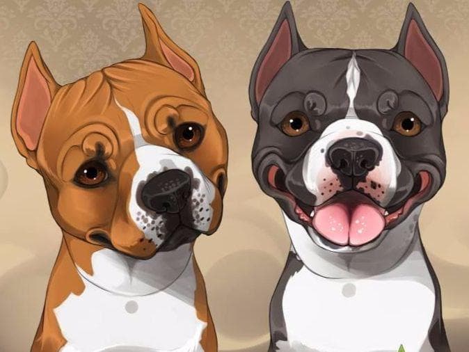 American Staffordshire Terrier Puppies breeder image 1