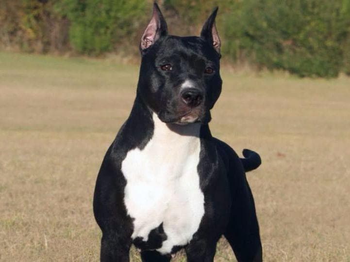 American Staffordshire Terrier Puppies breeder image 8
