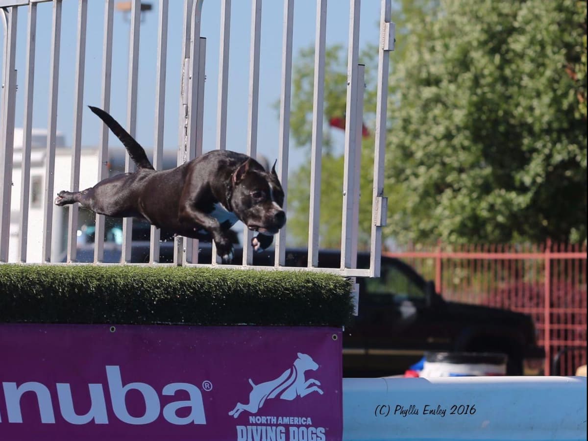 American Staffordshire Terrier Puppies breeder image 9