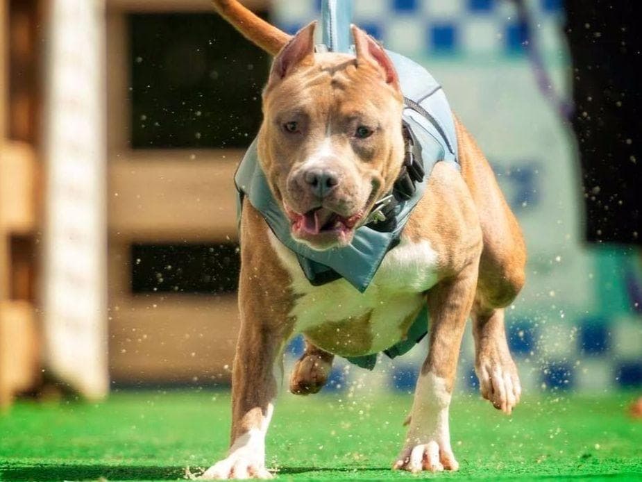 American Staffordshire Terrier Puppies breeder image 11