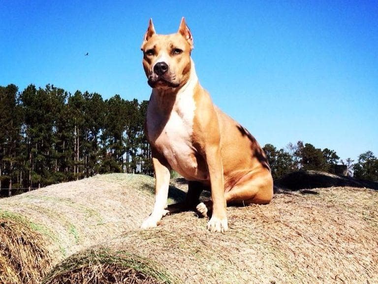 American Staffordshire Terrier Puppies breeder image 13