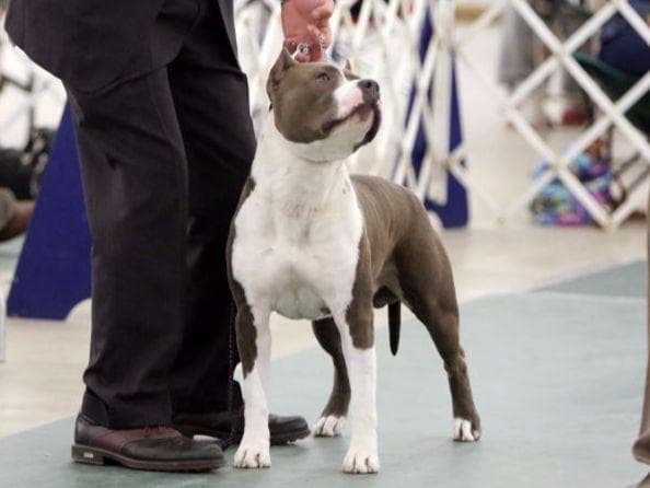 American Staffordshire Terrier Puppies breeder image 14