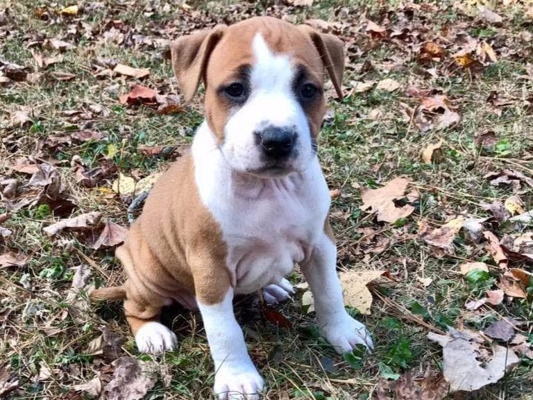 American Staffordshire Terrier Puppies breeder image 16
