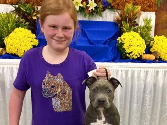 American Staffordshire Terrier Puppies breeder image 17