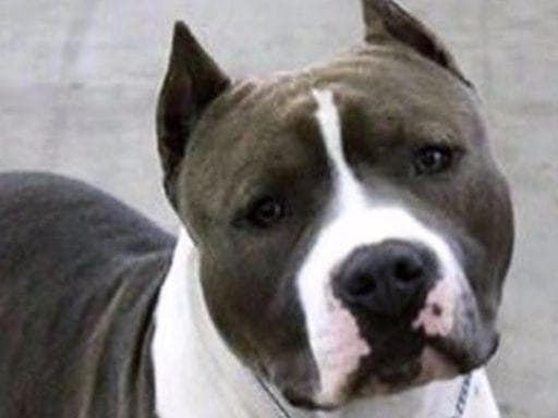 American Staffordshire Terrier Puppies breeder image 20