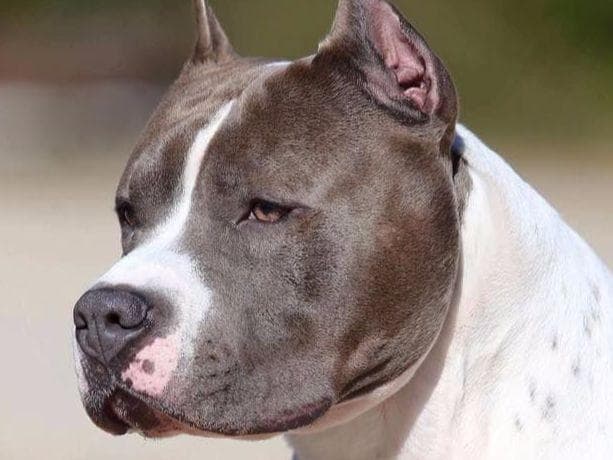 American Staffordshire Terrier Puppies breeder image 22