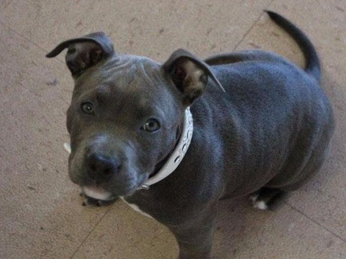 American Staffordshire Terrier Puppies breeder image 23