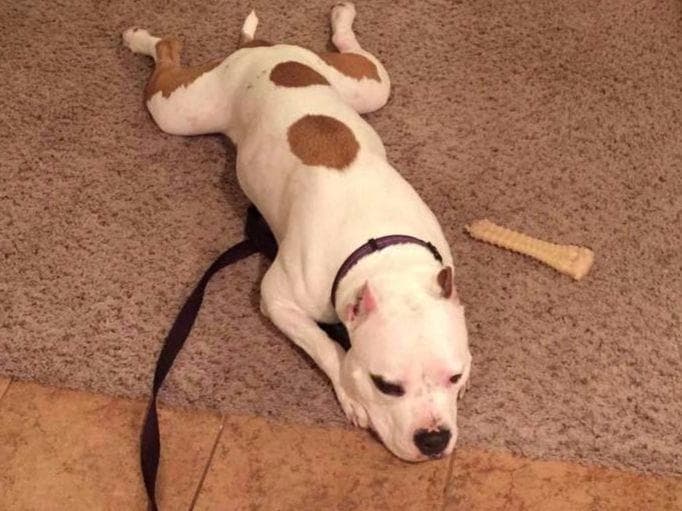 American Staffordshire Terrier Puppies breeder image 25