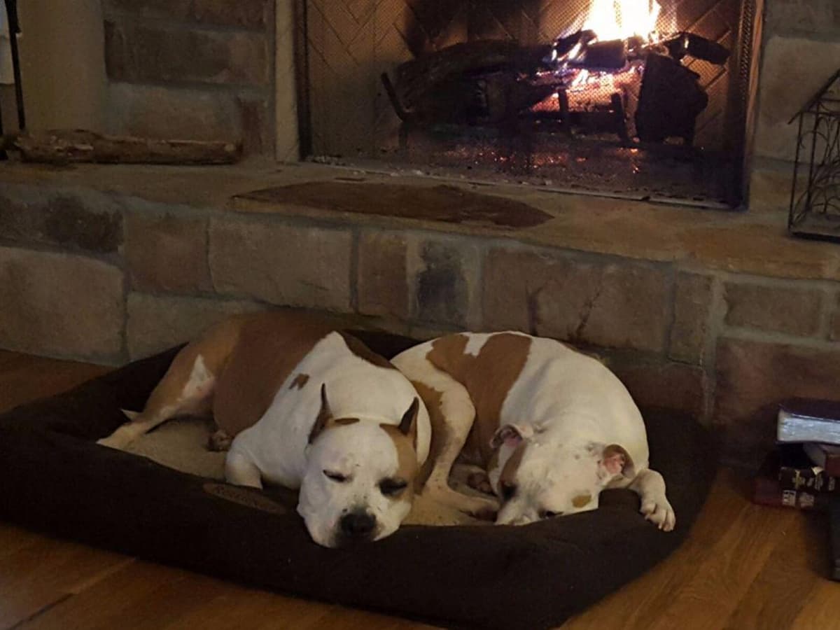 American Staffordshire Terrier Puppies breeder image 28