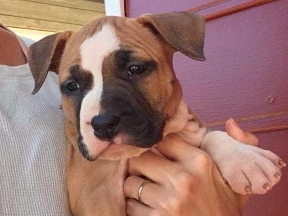 American Staffordshire Terrier Puppies breeder image 30