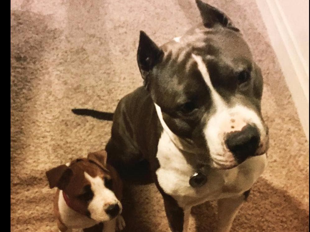 American Staffordshire Terrier Puppies breeder image 31