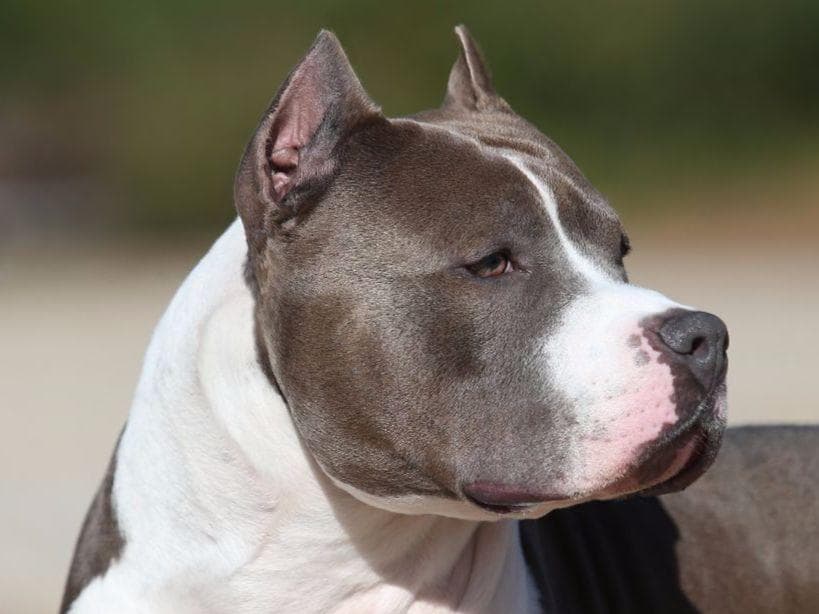 American Staffordshire Terrier Puppies breeder image 32