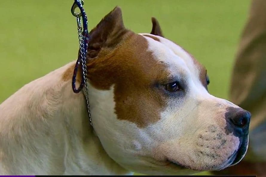 American Staffordshire Terrier Puppies breeder image 6