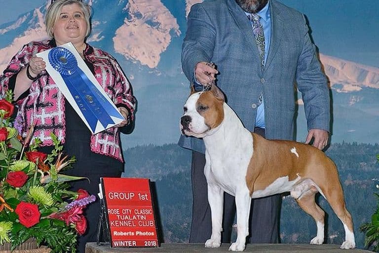 American Staffordshire Terrier Puppies breeder image 5