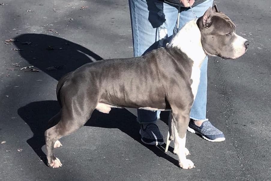 American Staffordshire Terrier Puppies breeder image 2