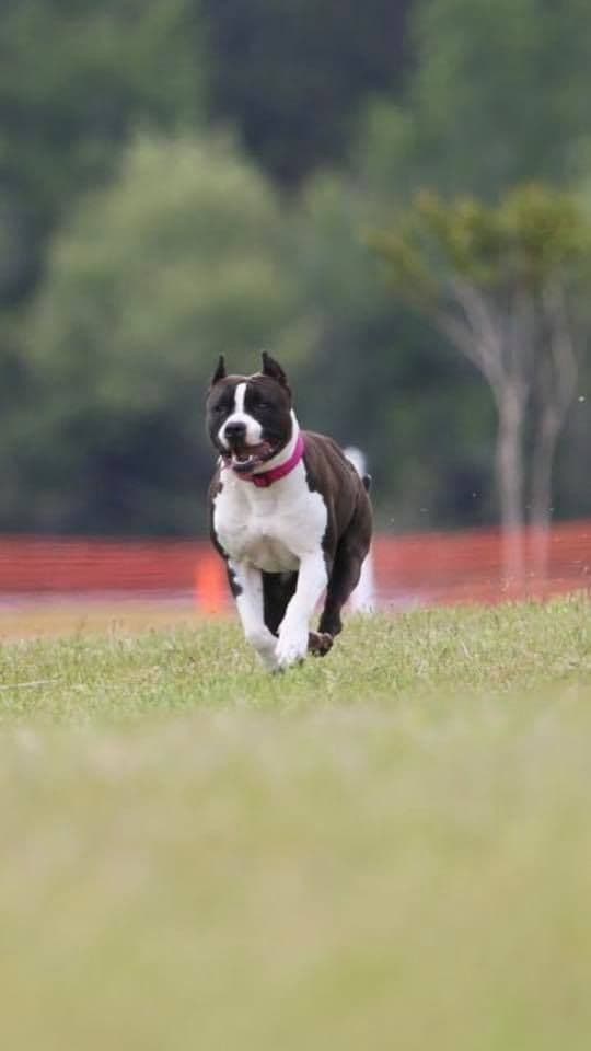 American Staffordshire Terrier Puppies breeder image 33