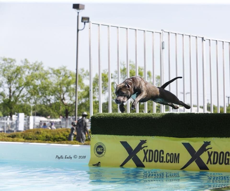 American Staffordshire Terrier Puppies breeder image 36