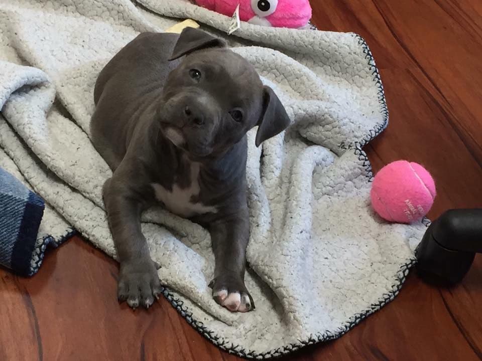 American Staffordshire Terrier Puppies breeder image 39