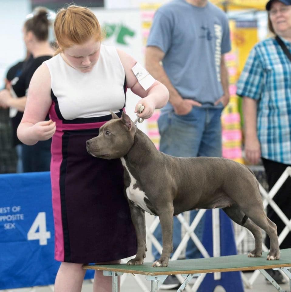 American Staffordshire Terrier Puppies breeder image 40