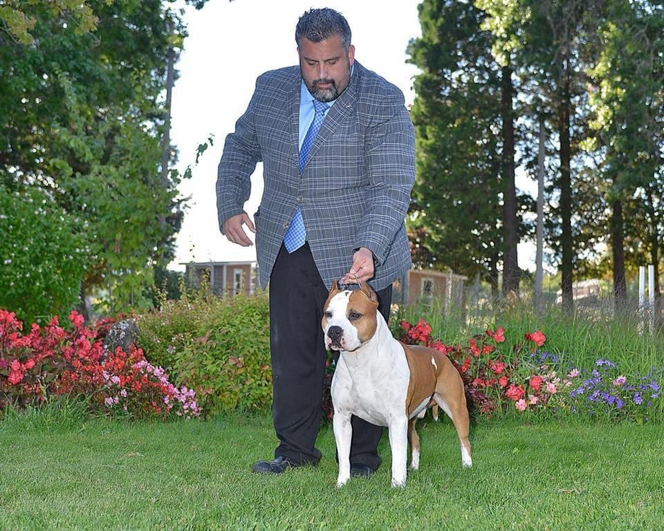 American Staffordshire Terrier Puppies breeder image 45