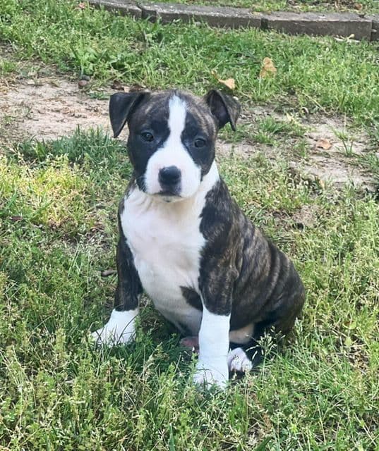 American Staffordshire Terrier Puppies media 4