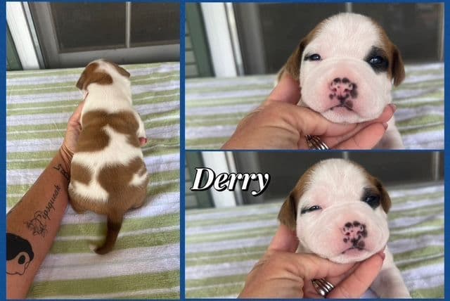 American Staffordshire Terrier Puppies media 2
