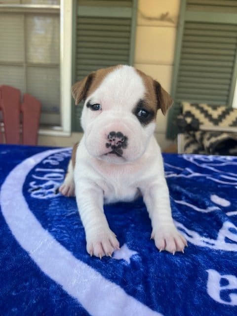 American Staffordshire Terrier Puppies media 4