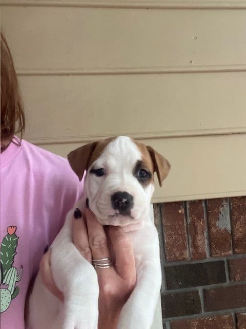 American Staffordshire Terrier Puppies media 5