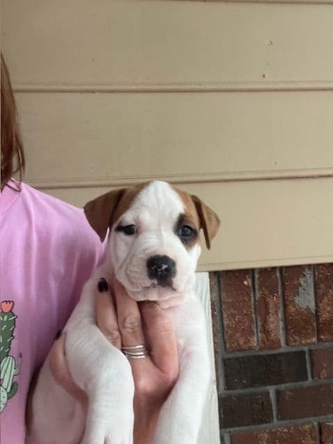 American Staffordshire Terrier Puppies media 7