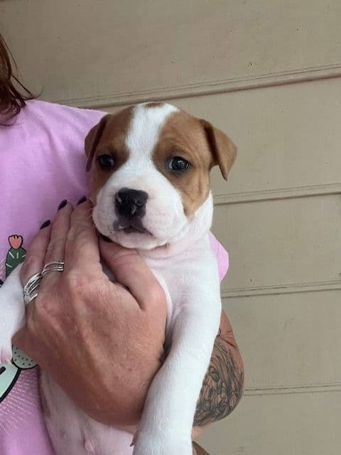 American Staffordshire Terrier Puppies media 6