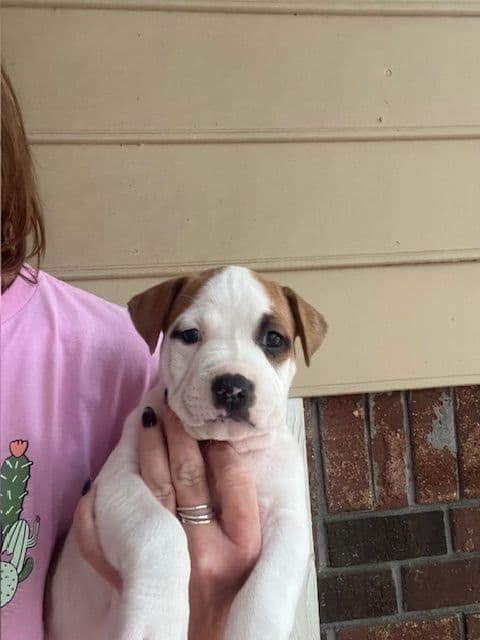 American Staffordshire Terrier Puppies media 9