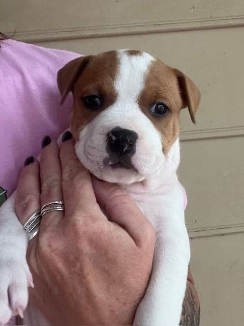 American Staffordshire Terrier Puppies media 8