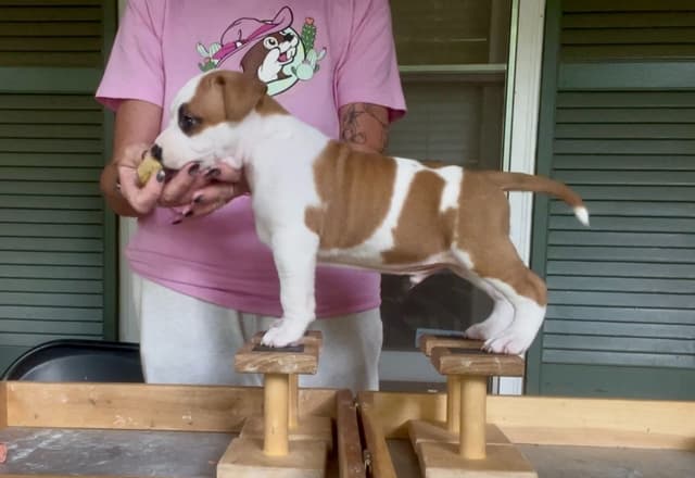 American Staffordshire Terrier Puppies media 10